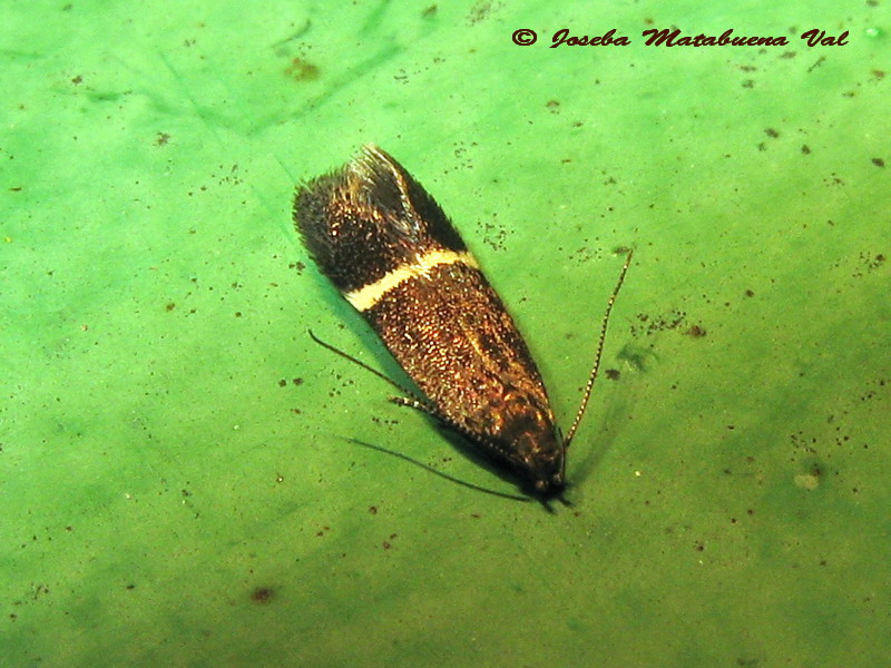 Syncopacma larseniella - Gelechiidae ? Syncopacma sp